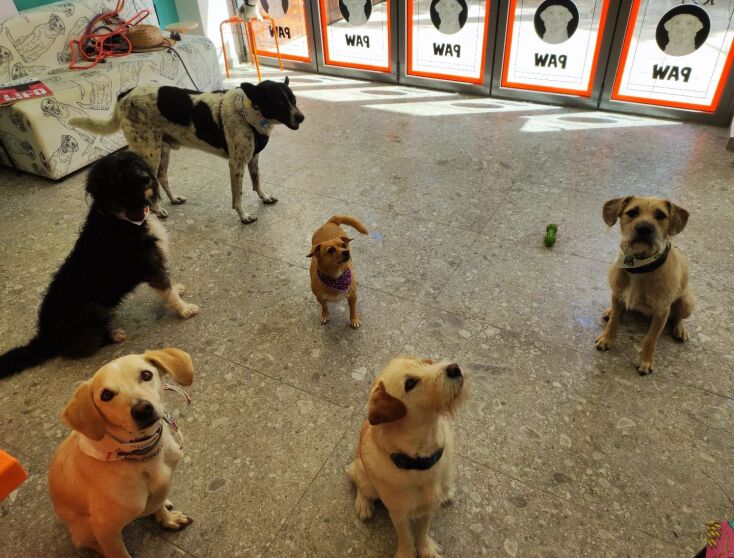 Τα σκυλιά στο PAW Pups At Wash