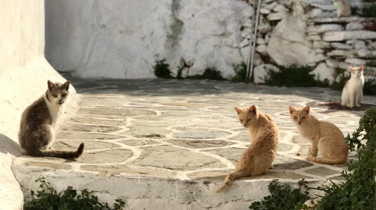 Πώς μπορούμε να βοηθήσουμε τα αδέσποτα ζώα