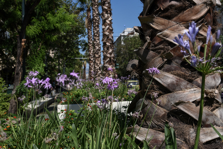 Φοίνικες στην Πανεπιστημίου 