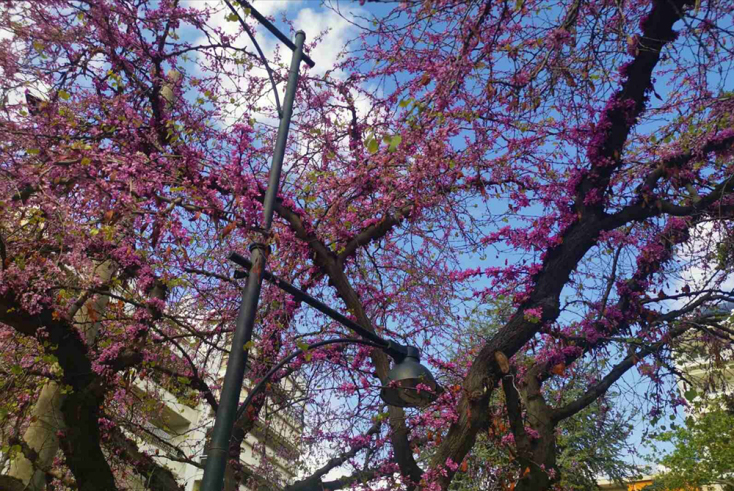 Άνθισαν τα μωβ δέντρα της Αθήνας