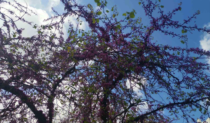 Άνθισαν τα μωβ δέντρα της Αθήνας