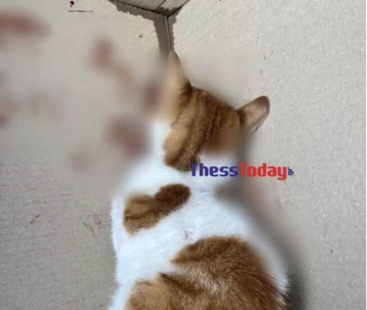 Κακοποιημένο γατάκι στη Θεσσαλονίκη