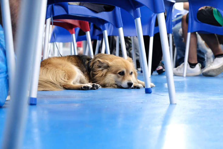 Σκυλος στο κατάστρωμα πλοίου