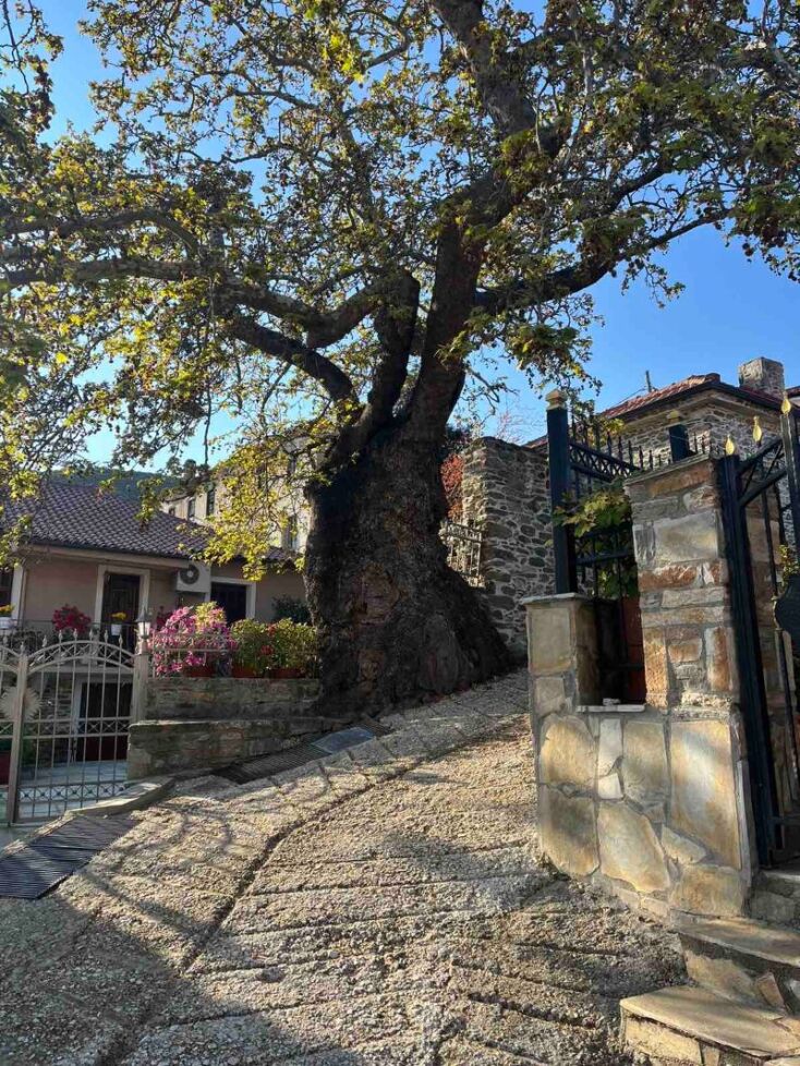 Μεταξοχώρι Αγιάς Λαρίσης