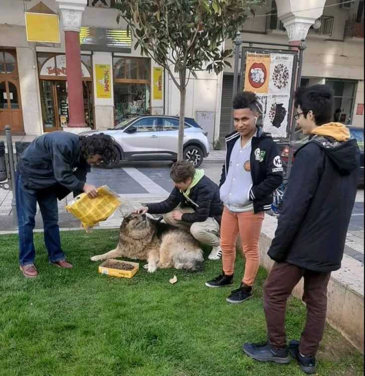 Ιστοσελίδα με υπηρεσίες και λύσεις για τους κηδεμόνες κατοικιδίων κατασκεύασαν μαθητές του ΓΕΛ Διαπολιτισμικής Εκπαίδευσης Ανατολικής Θεσσαλονίκης.