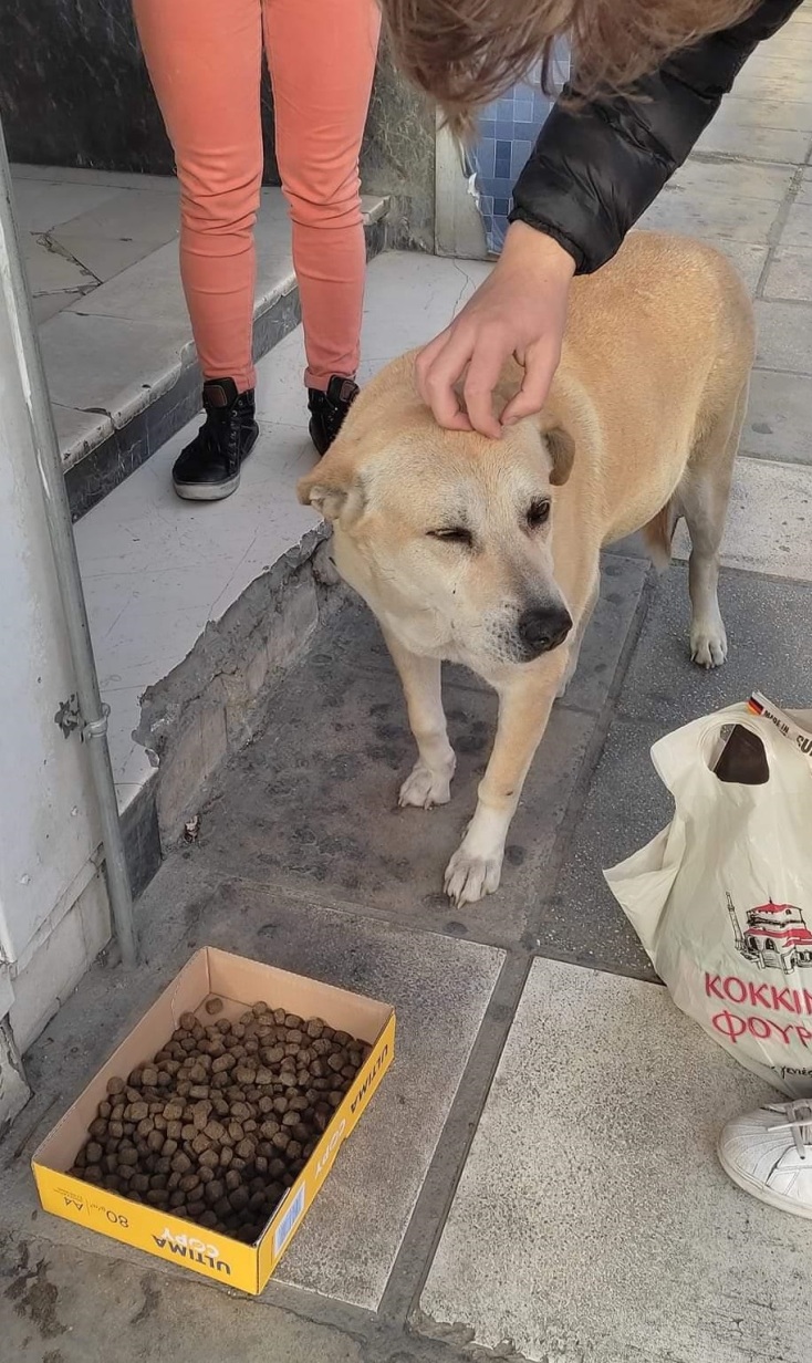 Ιστοσελίδα με υπηρεσίες και λύσεις για τους κηδεμόνες κατοικιδίων κατασκεύασαν μαθητές του ΓΕΛ Διαπολιτισμικής Εκπαίδευσης Ανατολικής Θεσσαλονίκης.