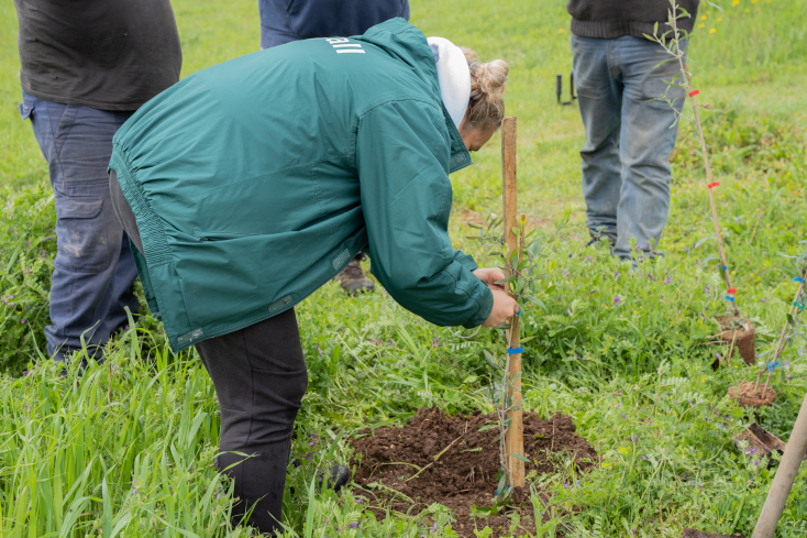 δενδροφύτευση 