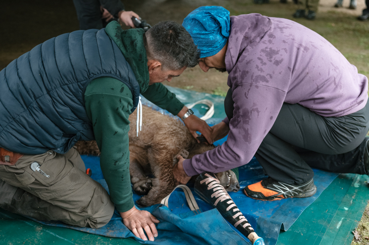 Eπανένταξη αρκούδας από τον Αρκτούρο