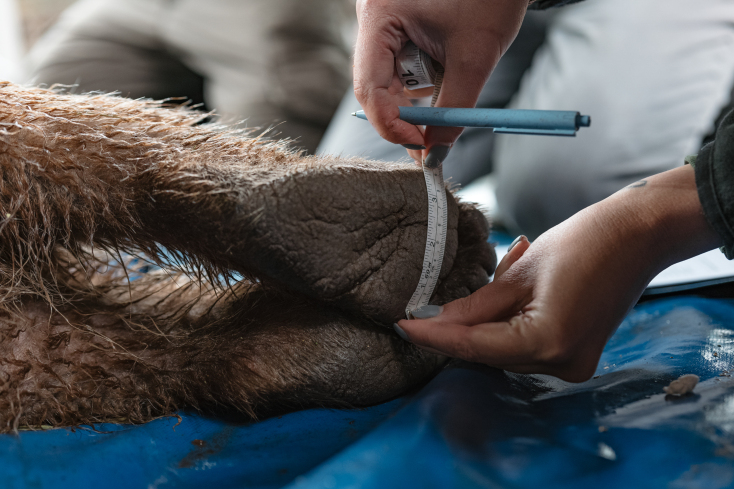 Eπανένταξη αρκούδας από τον Αρκτούρο