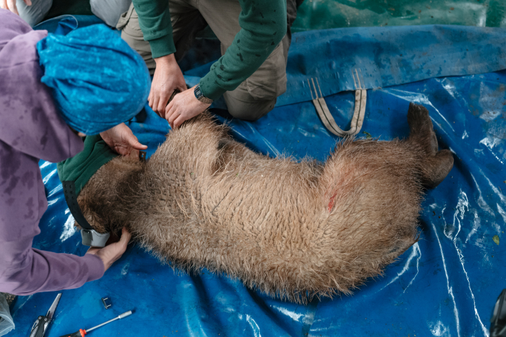 Eπανένταξη αρκούδας από τον Αρκτούρο 
