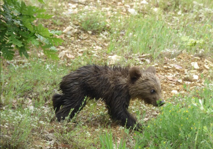 Μαζί ξανά τα τρία αρκουδάκια της Φλώρινας