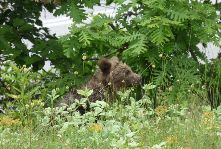 Μαζί ξανά τα τρία αρκουδάκια της Φλώρινας
