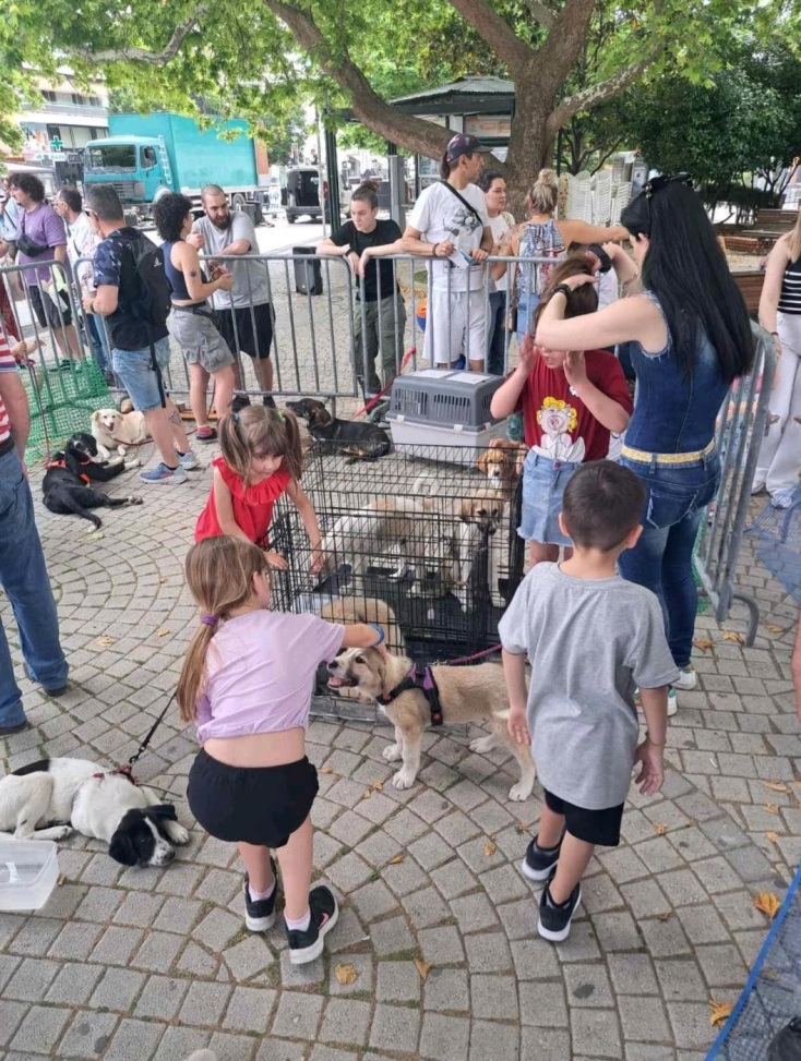Κομοτηνή: Αδέσποτα κουταβάκια που ζητούν μια ζεστή αγκαλιά συγκεντρώθηκαν στην κεντρική πλατεία - Το θέμα των στειρώσεων και ο «φαύλος κύκλος» της εγκατάλειψης.