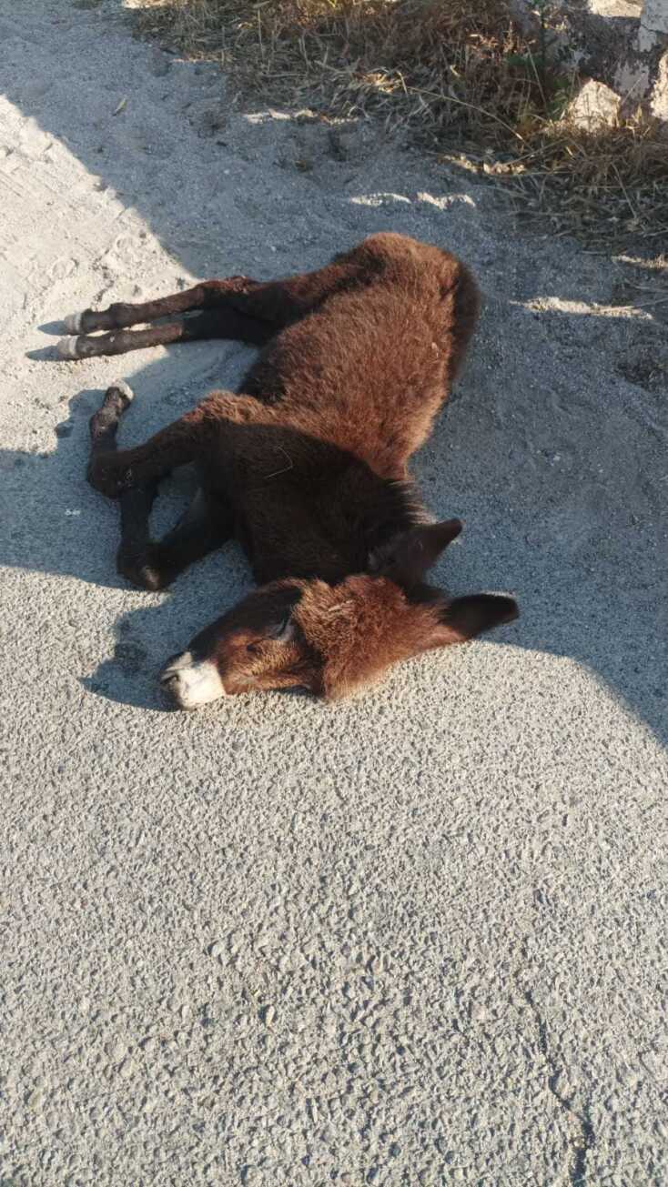 Κτηνωδία στη Μύκονο: Σκοτώθηκε γαϊδουράκι από ΙΧ - Η μαμά του βρέθηκε παστουρωμένη