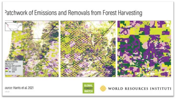 Τα δάση σύμμαχος απέναντι στην κλιματική αλλαγή