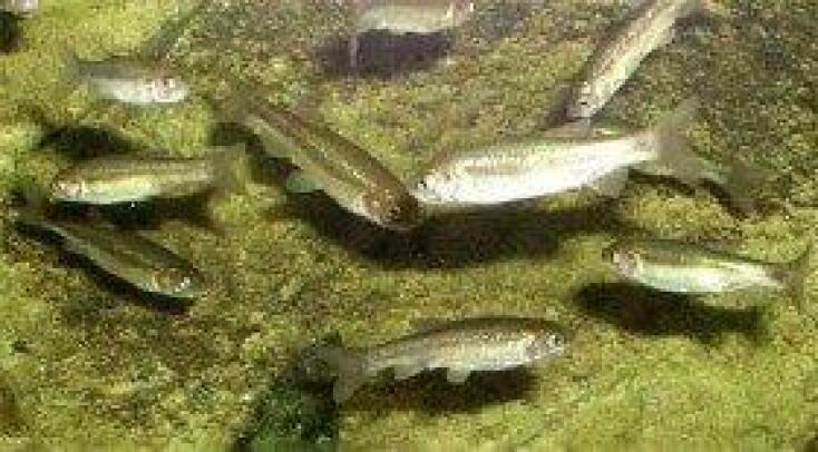 Ψάρι γκιζάνι: Ζει στα γλυκά νερά της Ρόδου και κατορθώνει να επιβιώνει παρά τους κινδύνους που αντιμετωπίζει - Τα νομοθετικά μέτρα για την προστασία του.