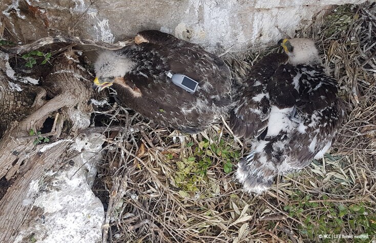 Ένας πολυταξιδευμένος σπιζαετός: Ο «Βάιος» από την Άνδρο έχει επισκεφθεί 21 χώρες