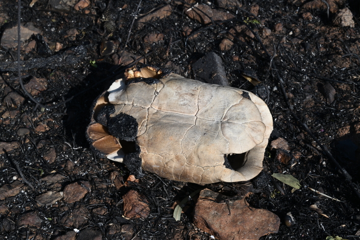 Σχεδόν 35.000 στρέμματα έγιναν στάχτη από την πυρκαγιά στον Κουβαρά