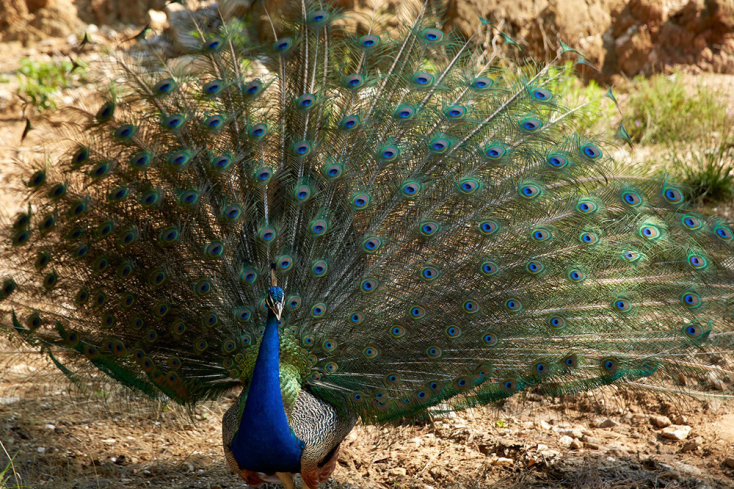 Makryammos bungalows