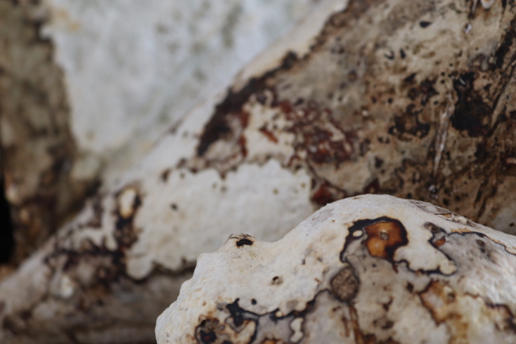 Nour Mobarak, "Daphne Phono"