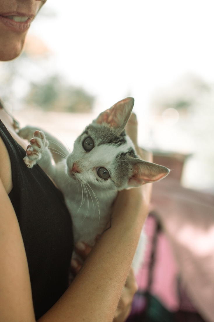 Η εθελοντική δράση για τη διάσωση ζώων στις πρόσφατες πυρκαγιές και η προσπάθεια που συνεχίζεται.