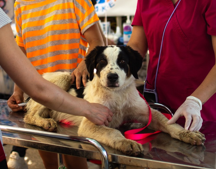 Η εθελοντική δράση για τη διάσωση ζώων στις πρόσφατες πυρκαγιές και η προσπάθεια που συνεχίζεται.
