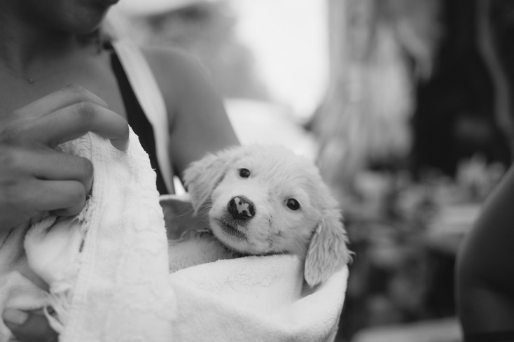 Η εθελοντική δράση για τη διάσωση ζώων στις πρόσφατες πυρκαγιές και η προσπάθεια που συνεχίζεται.