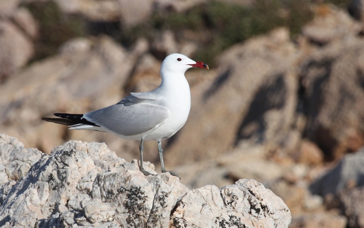 Τα έξι θαλασσοπούλια που πετούν πάνω από τις ελληνικές θάλασσες.
