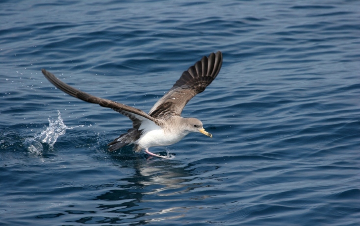 Τα έξι θαλασσοπούλια που πετούν πάνω από τις ελληνικές θάλασσες.