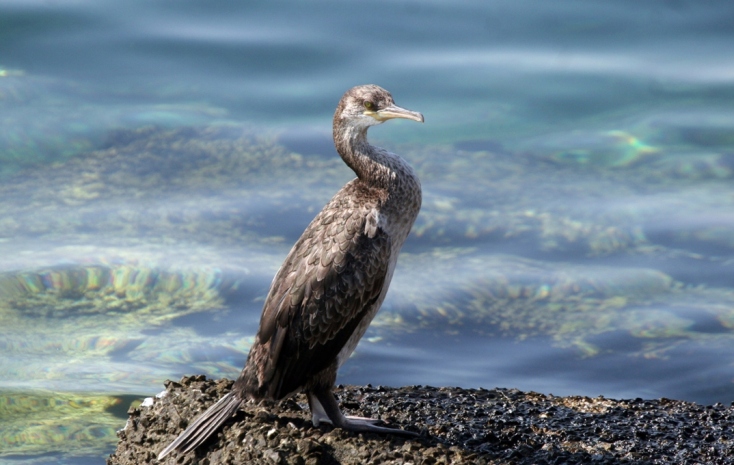 Τα έξι θαλασσοπούλια που πετούν πάνω από τις ελληνικές θάλασσες.