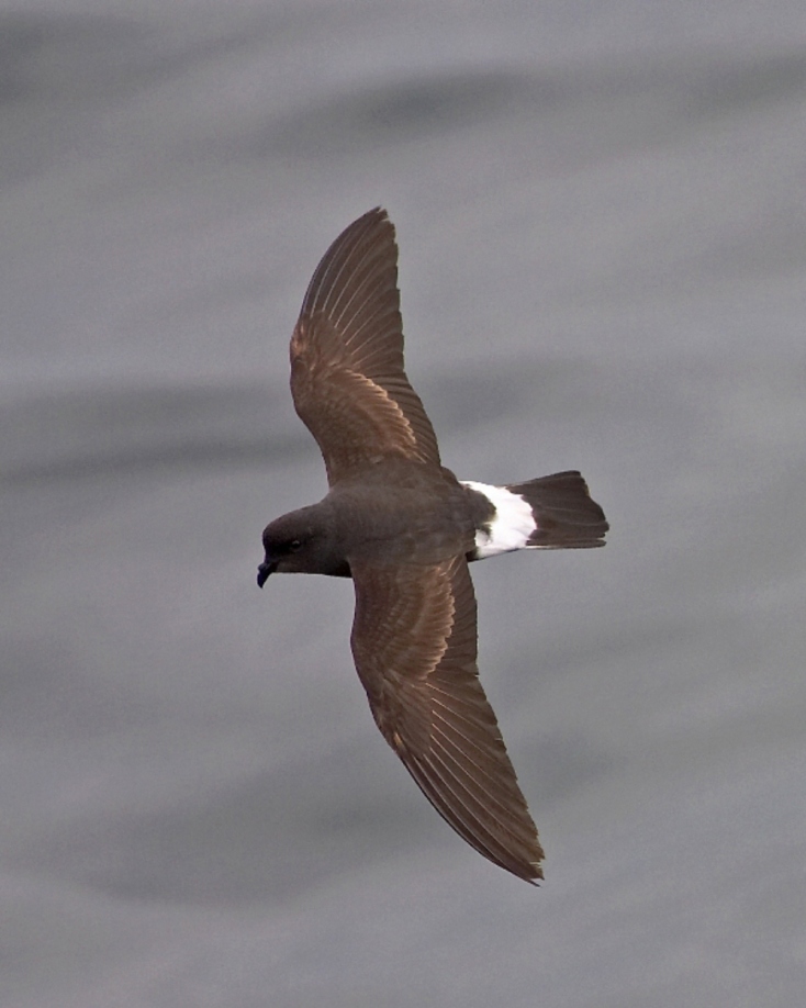 Τα έξι θαλασσοπούλια που πετούν πάνω από τις ελληνικές θάλασσες.