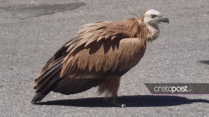 Κρήτη - Όρνιο εξαντλημένο από τη ζέστη στη μέση δρόμου