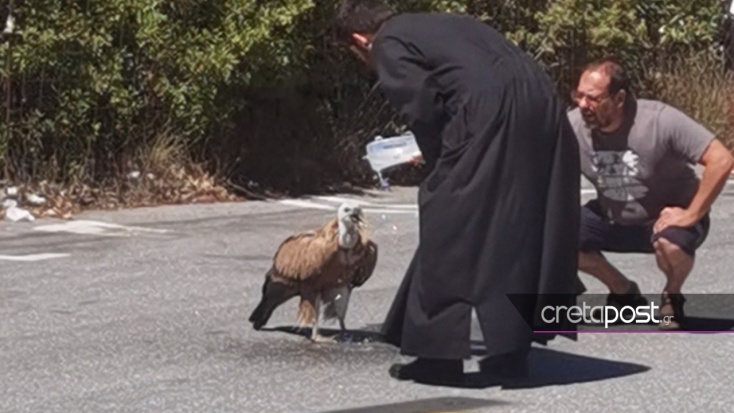 Κρήτη - Όρνιο εξαντλημένο από τη ζέστη στη μέση δρόμου