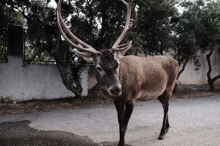 Η συγκινητική στιγμή που αστυνομικοί φροντίζουν ελάφι
