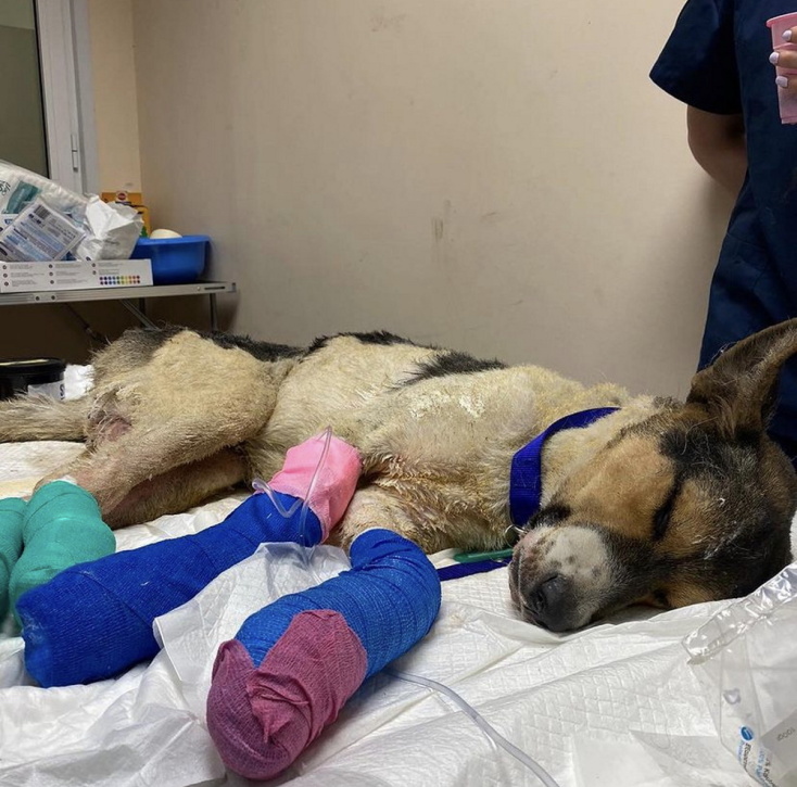 Υιοθέτησε ένα ζωάκι που γλίτωσε από τις φωτιές.