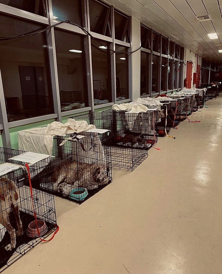 Υιοθέτησε ένα ζωάκι που γλίτωσε από τις φωτιές.