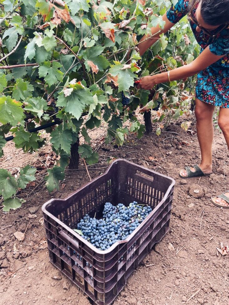 Μεγάλες Μέρες Νεμέας