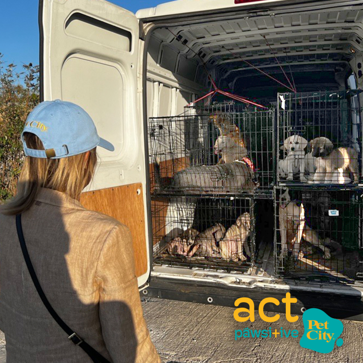 2023_09_13_dt_pet_city_plimmires_3