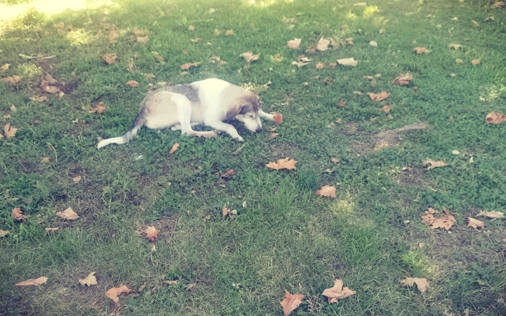 Τα Φιλοζωικά Σωματεία της Λάρισας μιλάνε για τους κινδύνους της επόμενης μέρας