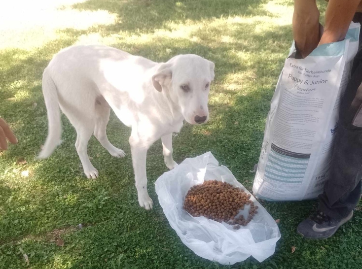 Τα Φιλοζωικά Σωματεία της Λάρισας μιλάνε για τους κινδύνους της επόμενης μέρας