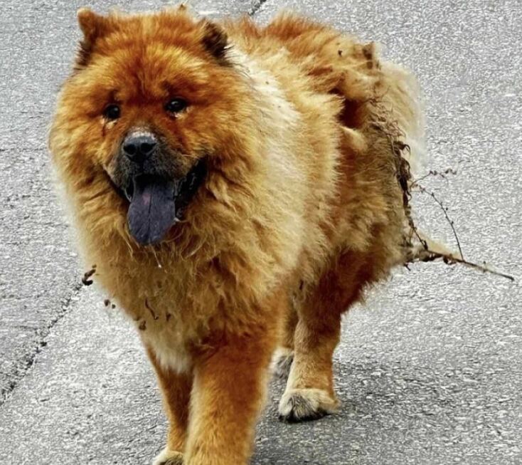 Άγνωστοι έριξαν καυστικό υγρό στην πλάτη σκύλου στα Χανιά