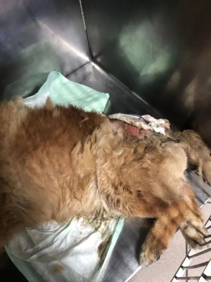 Άγνωστοι έριξαν καυστικό υγρό στην πλάτη σκύλου στα Χανιά