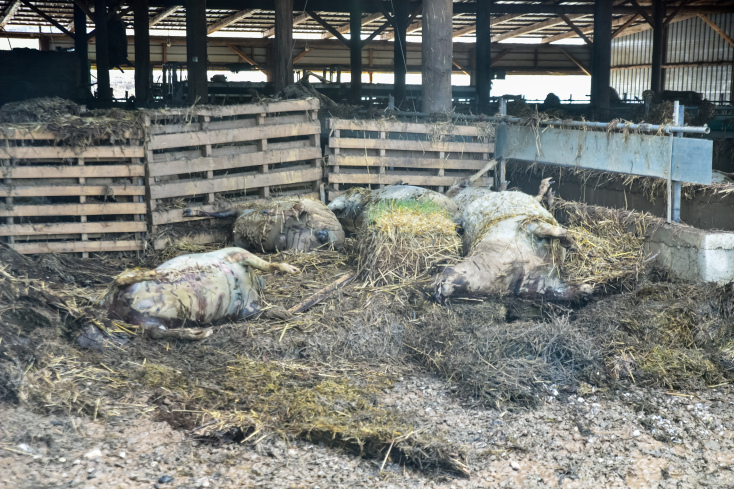 Νεκρά ζώα στη Θεσσαλία