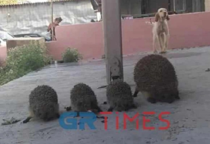 Θεσσαλονίκη: Καταγγελία φιλοζωικού σωματείου για θανάτωση και σούβλισμα σκαντζόχοιρων - Το σοκαριστικό περιστατικό διερευνάται από τις αρχές - Σκληρές εικόνες.