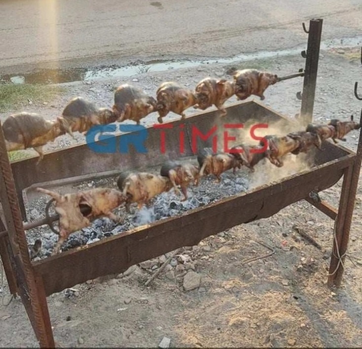 Θεσσαλονίκη: Καταγγελία φιλοζωικού σωματείου για θανάτωση και σούβλισμα σκαντζόχοιρων - Το σοκαριστικό περιστατικό διερευνάται από τις αρχές - Σκληρές εικόνες.