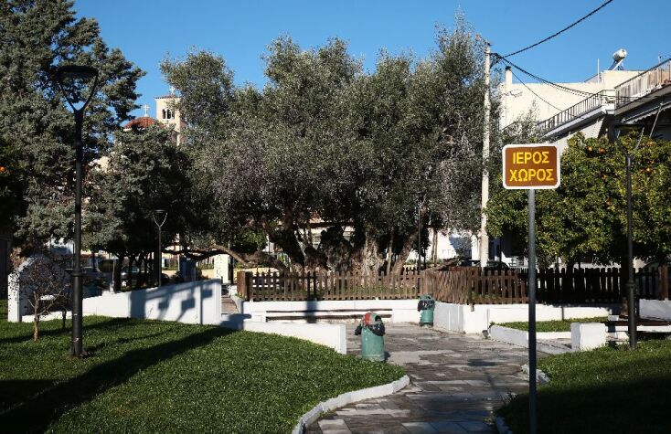 Πού βρίσκεται η αρχαιότερη ελιά της Αττικής;