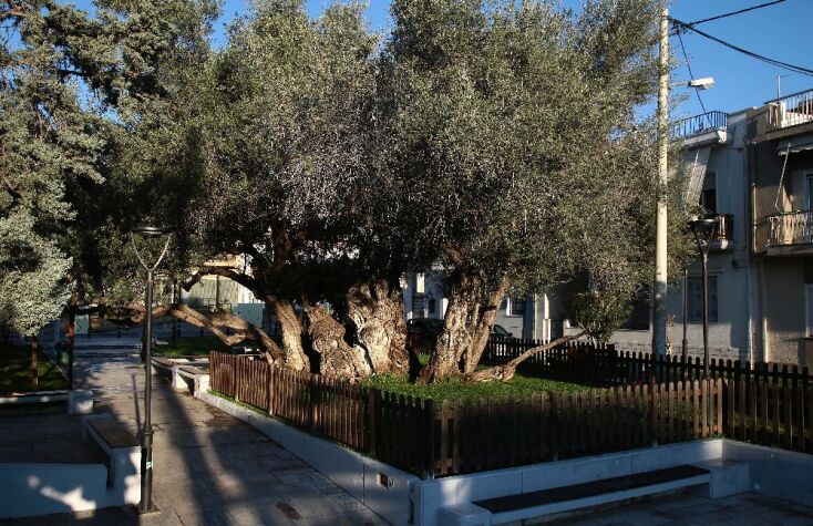 Πού βρίσκεται η αρχαιότερη ελιά της Αττικής;