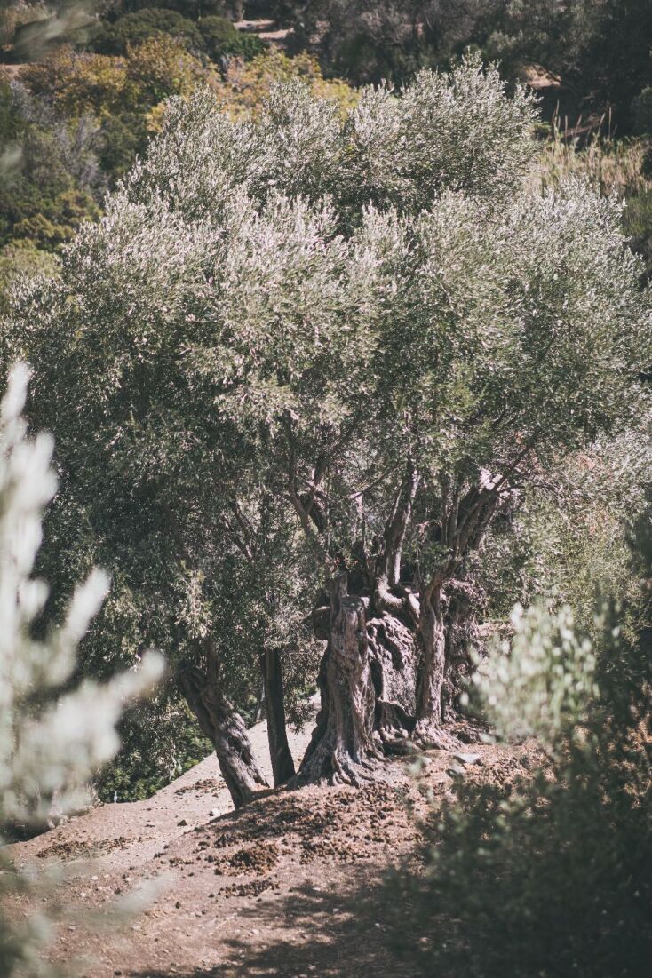 «Μια βραδιά κάτω από την ελιά»