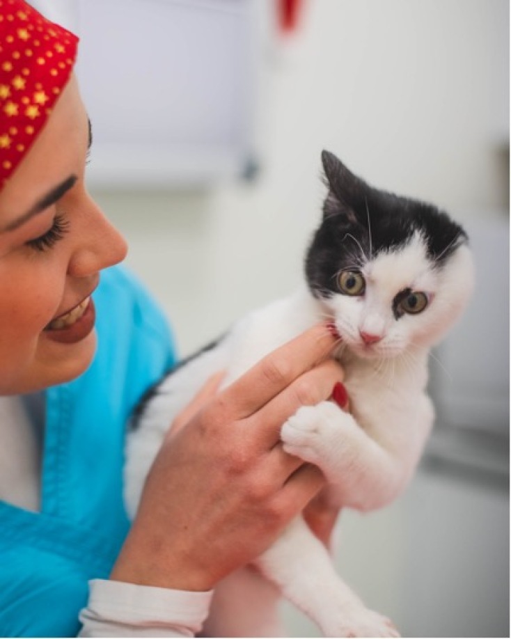 Τα πάντα για τη διατροφή της γάτας, από τη γέννηση ως την ενηλικίωση