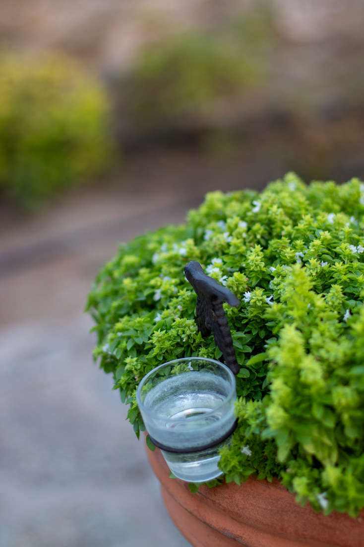 Ένας «αστικός κήπος για μέλισσες» στο σπίτι-μουσείο του Μοχάμεντ Άλι